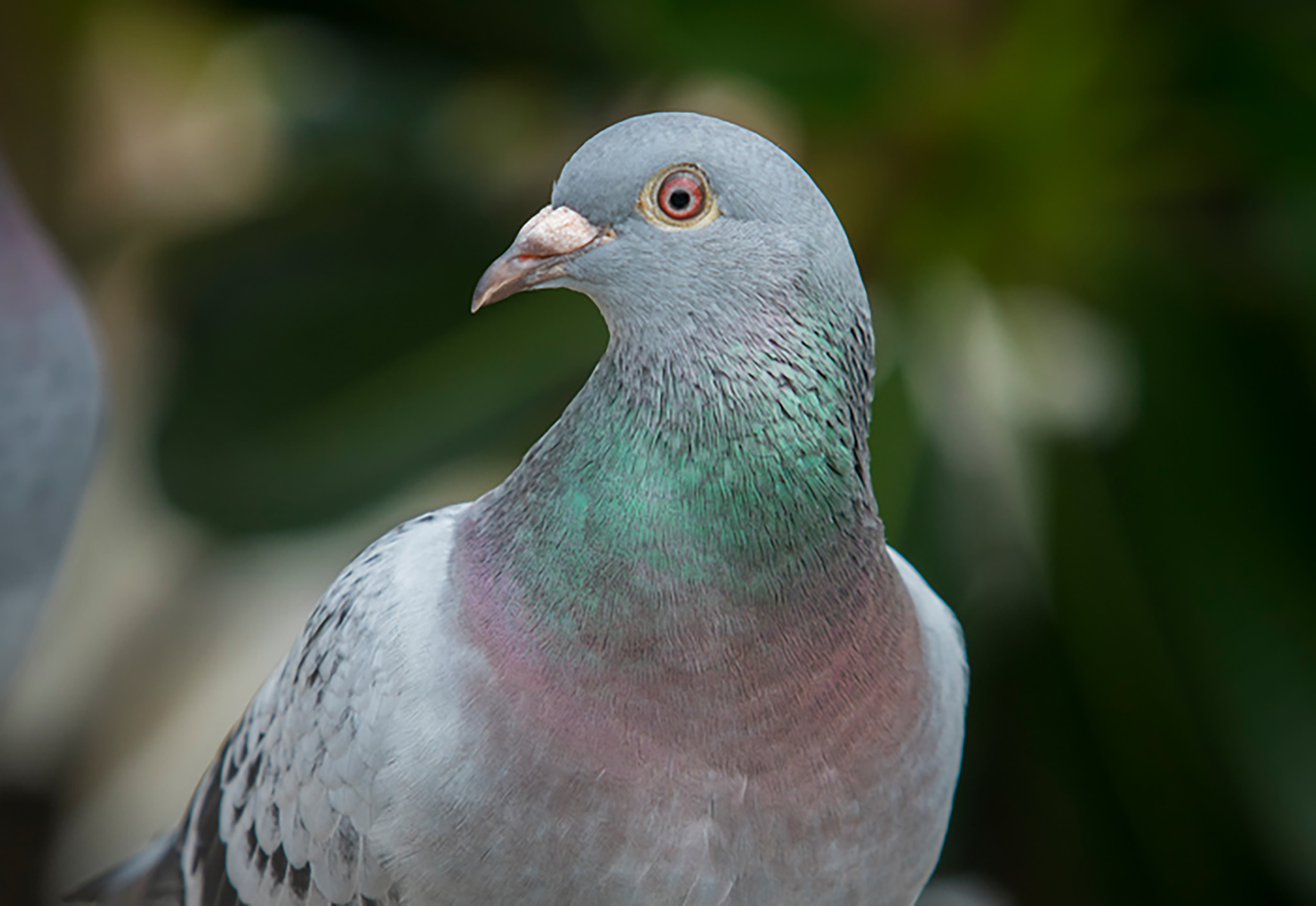 Types Of Pigeons In Michigan At George Hodge Blog Types Of Pigeons In Michigan At George Hodge Blog